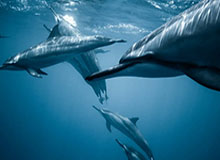 落空先手开团配合击杀钟意，后续小俞孙权进场伤害拉满